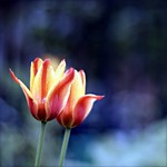 together, we look outward, in the same direction