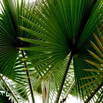 Fan Palm