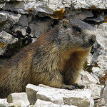 Marmot