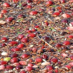 Cranberries