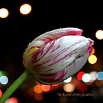 sadness of the night