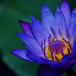 Beautiful Monday Blues!