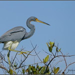 P1150994 Tri-colored Heron