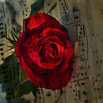 Happy Valentine's Day