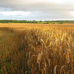 Harvest Landscape