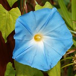 A flower of a Morning glory II.