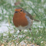 Robin