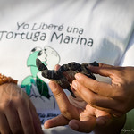 Yo liber&eacute; una Tortuga Marina...