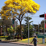 S&eacute;rie de temporada dos Ip&ecirc;s-amarelos (Tabebuia chrysotricha) - 04-08-2009 - IMG_3083