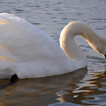 Swan