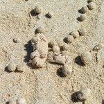Sand bubbler crabs