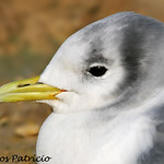 GAIVOTA-TRID&Aacute;CTILA