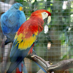 Macaw Couple