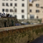 I believe I can fly!