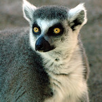 Ring-tailed lemur