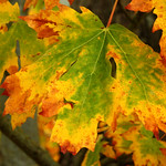 Big Leaf Maple - Autumn