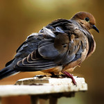 When love visits you...