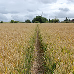 Path through the wheat field
