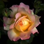 Beautiful Rose