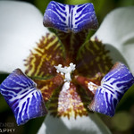 I've picked a special flower