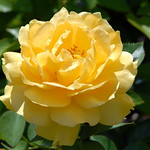 "The Yellow Rose of Texas..."