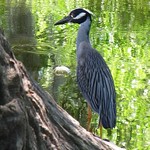 Yellow-crowned Night Heron 1