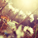 A whole different world