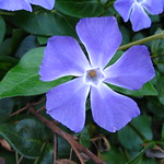 Blue-ish Purple-ish Flower