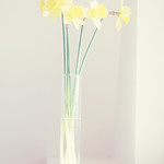 Daffodils that come before the swallow dares, and takes the winds of March with beauty~