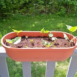 Scarlet Runner Beans