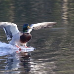 Landing Mallard