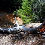 Trinity Alps -- Remains of Old Telephone Line