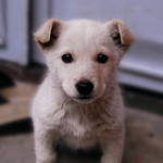 Zeytin g&ouml;zl&uuml;! Olive eyes! FrontPage Explore!