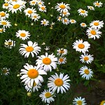 daisy patch