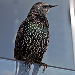 Schillernd / Shimmering