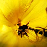 I am Bee~~ing...A Good Boy