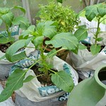 Pepper Purple Star and Basil