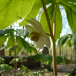 Mayapple