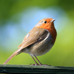 Robin ~ Spring sun