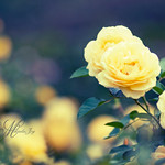 Yellow Rose of Texas