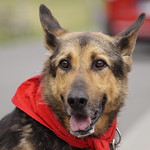 Adoptuj Warszawiaka !!! / Adopt Varsovian !!!