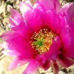 Strawberry Hedge Hog Cactus