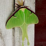 Luna Moth