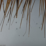 Raindrops Keep Falling