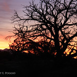 As Sun Starts to Rise at Dead Horse Point