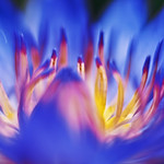 Dancing In A Blue Dream