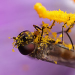 More hoverfly on crocus #2
