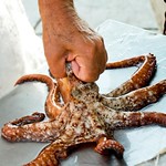 Il polpo....