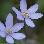 Leberbl&uuml;mchen (Hepatica nobilis)