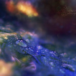 I am very willing to share whatever I know or feel I know about finding some serenity in this lifetime.